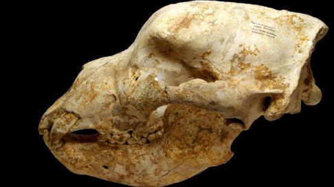 Restos prehistóricos de Bizkaia, expuestos en el Museo Arqueológico